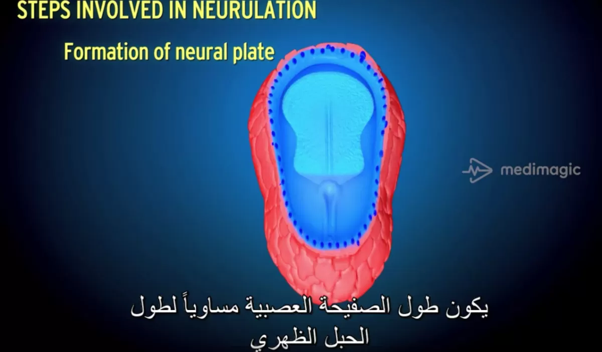 ترجمة فيدوهات بشكل احترافي