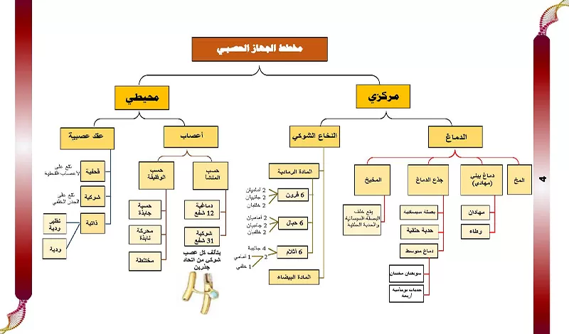 كتابة وتفريغ المحتوى (نصي أو معادلات)  بتنسيق احترافي (20 صفحة)