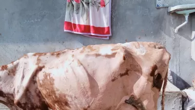 أعالج لك حيوانك المفضل