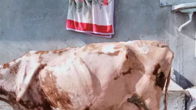 أعالج لك حيوانك المفضل