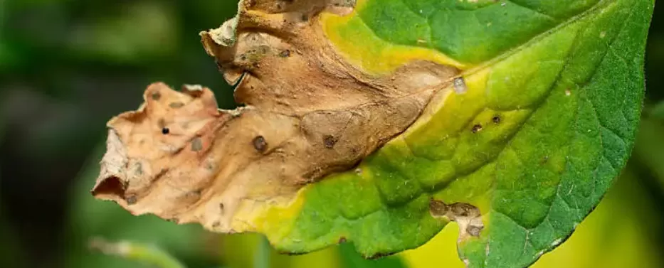 تصنيف أمراض النباتات بأستخدام الصور